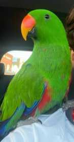 Lost Eclectus
