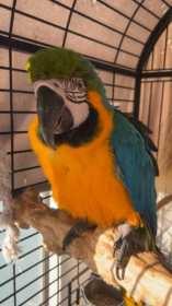 Lost Macaw