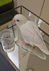 Lost Lovebird