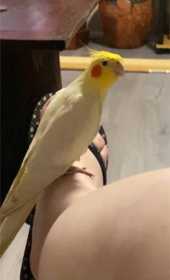 Lost Cockatiel