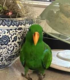 Lost Eclectus