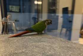 Lost Conure