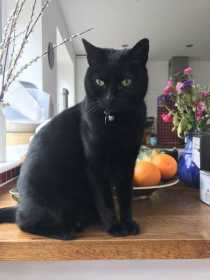 Lost Cat