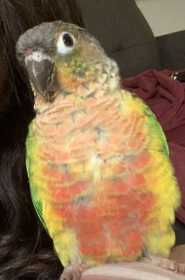 Lost Conure