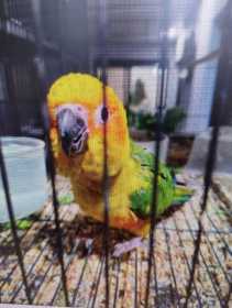 Lost Conure