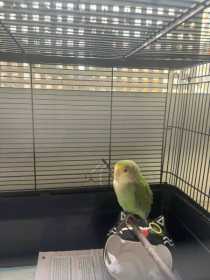 Lost Lovebird