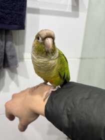 Lost Conure