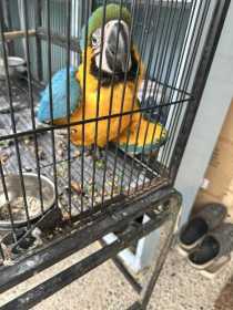 Lost Macaw