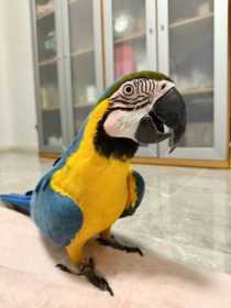 Lost Macaw