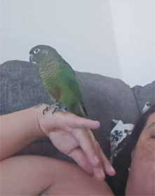 Lost Conure