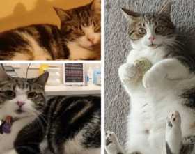 Lost Cat