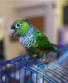 Lost Conure