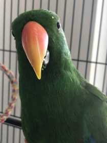 Lost Eclectus