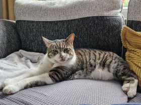 Lost Cat