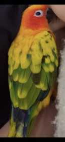 Lost Conure