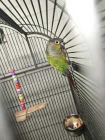 Lost Conure