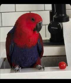 Lost Eclectus Lost Eclectus