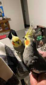 Lost Cockatiel