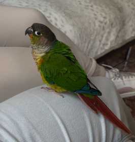 Lost Conure Lost Conure