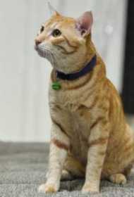 Lost Cat