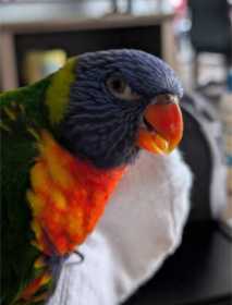 Lost Lory / Lorikeet