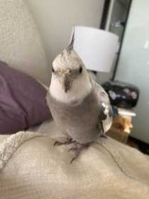 Lost Cockatiel