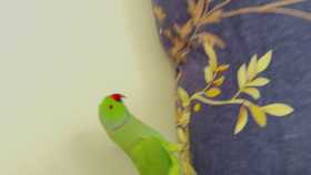 Lost Indian Ringneck Parakeet