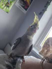 Lost Cockatiel