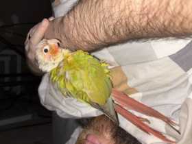 Lost Conure