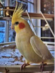 Lost Cockatiel
