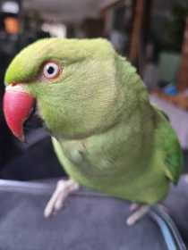 Lost Indian Ringneck Parakeet