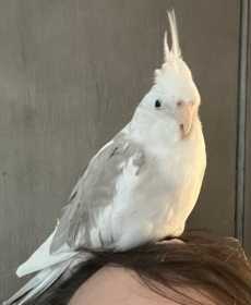 Lost Cockatiel