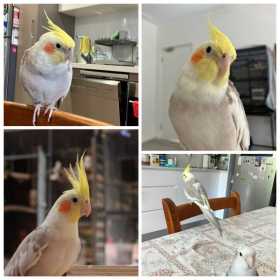 Lost Cockatiel