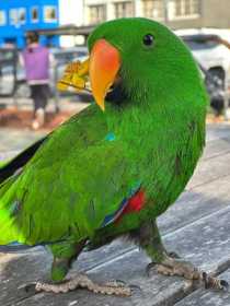 Lost Eclectus