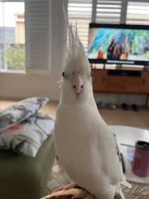 Lost Cockatiel