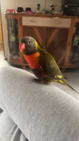 Lost Lory / Lorikeet