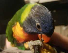 Lost Lory / Lorikeet