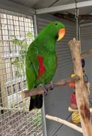 Lost Eclectus