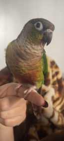 Lost Conure Lost Conure