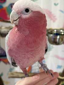 Lost Galah Cockatoo