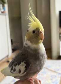 Lost Cockatiel