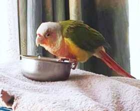 Lost Conure