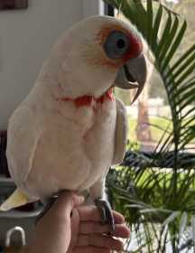 Lost Corella Cockatoo