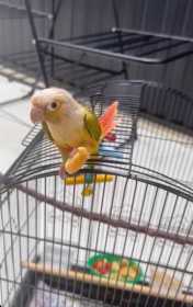 Lost Conure