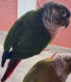 Lost Conure
