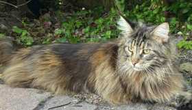 Lost Cat