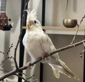 Lost Cockatiel