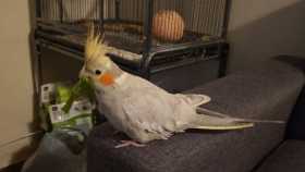 Lost Cockatiel