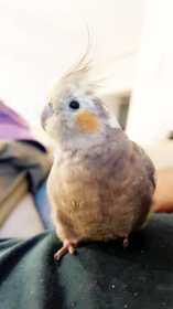 Lost Cockatiel