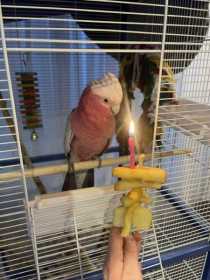 Lost Galah Cockatoo